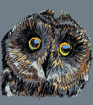 Digitally created short eared owl